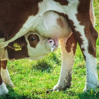 МАСТИ ВЕЙКСИМ - лечение мастита у коров