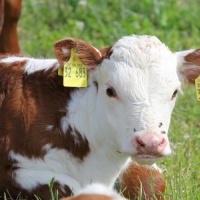 Препарат PGF ВЕЙКС - стимуляция воспроизводства коров