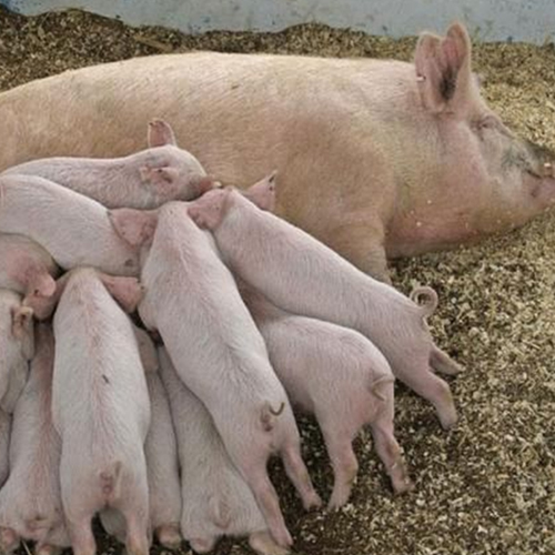Новые методы регуляции половой функции свиней