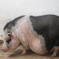 Гипофизин (Hypophysin) - препарат для стимуляции родов у свиней